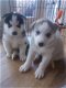 Mooie Siberische Husky pups - 1 - Thumbnail