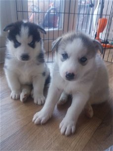 Mooie Siberische Husky pups