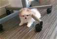 Mooie geregistreerde Pommerse Pups - 1 - Thumbnail