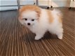 Mooie geregistreerde Pommerse Pups - 2 - Thumbnail