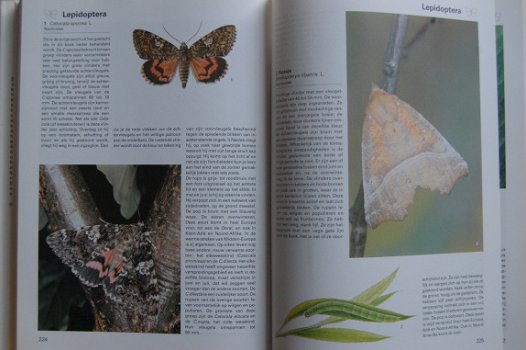 De grote encyclopedie der insekten - 5