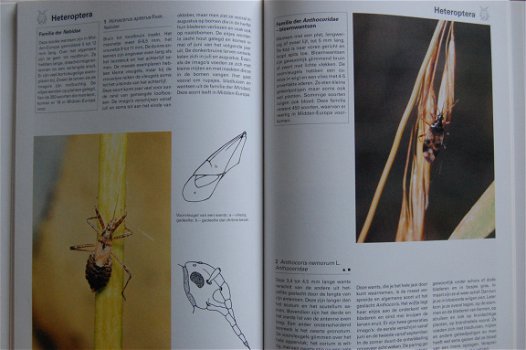 De grote encyclopedie der insekten - 7