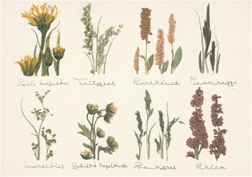 Herbararium van Wilde Flora - 1
