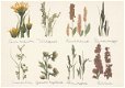 Herbararium van Wilde Flora - 1 - Thumbnail