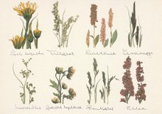 Herbararium van Wilde Flora