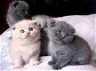 Scottish Fold-kittens - 1 - Thumbnail