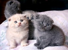 Scottish Fold-kittens