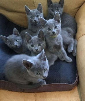 Mooie Russische blauwe kittens - 2