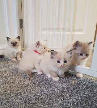 Mooie Ragdoll-kittens beschikbaar - 1