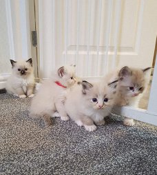 Mooie Ragdoll-kittens beschikbaar