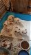 Mooie Ragdoll-kittens beschikbaar - 2 - Thumbnail