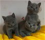 Britse korthaar kittens te koop - 1 - Thumbnail