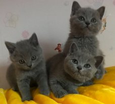 Britse korthaar kittens te koop