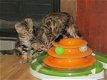 Mooie Bengaalse kittens te koop - 1 - Thumbnail