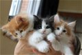 Mannelijke en vrouwelijke Maine coon kittens, - 1 - Thumbnail