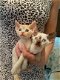 Devon Rex Kittens - 1 - Thumbnail