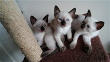Siamese Kittens Te koop