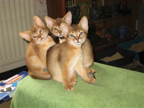 Purebreed Abyssinian Rudy Kittens te koop - 1