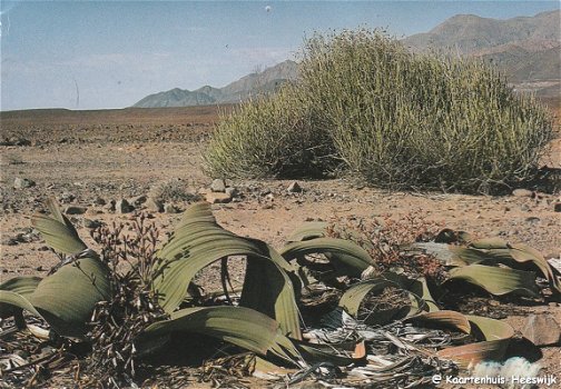 Scenes of Namibia, Welwitschia Mirabilis - 1