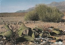 Scenes of Namibia, Welwitschia Mirabilis
