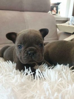 Mooie Blauwe Franse Bulldogs Pups. - 1