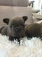 Mooie Blauwe Franse Bulldogs Pups. - 1 - Thumbnail