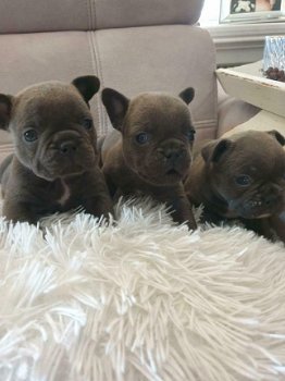 Mooie Blauwe Franse Bulldogs Pups. - 2