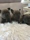 Mooie Blauwe Franse Bulldogs Pups. - 2 - Thumbnail