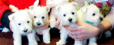 Scottish Terrier Pups te koop