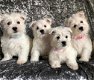 West Highland White Terriers - 1 - Thumbnail