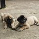 Pure Turkse Kangal Puppies beschikbaar - 1 - Thumbnail