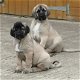 Pure Turkse Kangal Puppies beschikbaar - 2 - Thumbnail