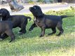Prachtige Springador Pups - 1 - Thumbnail