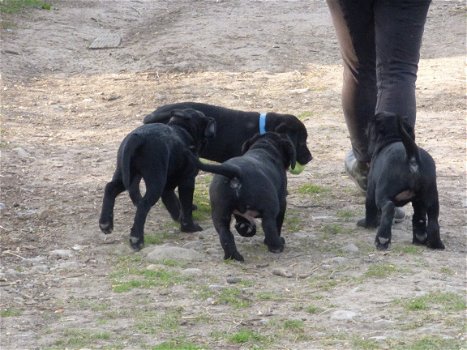 Prachtige Springador Pups - 3