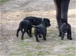 Prachtige Springador Pups - 3 - Thumbnail
