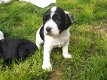 Mooie Sprocker-puppy's - 1 - Thumbnail