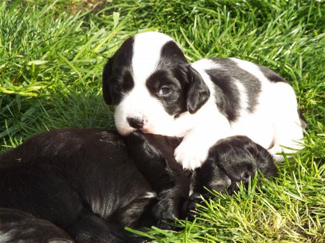 Mooie Sprocker-puppy's - 2