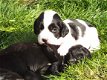 Mooie Sprocker-puppy's - 2 - Thumbnail