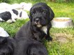 Mooie Sprocker-puppy's - 3 - Thumbnail