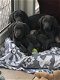 Weimaraner Puppies te koop - 2 - Thumbnail