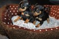 miniatuur Pinscher Puppies - 1 - Thumbnail