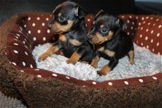 miniatuur Pinscher Puppies
