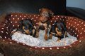 miniatuur Pinscher Puppies - 2 - Thumbnail