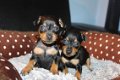 miniatuur Pinscher Puppies - 3 - Thumbnail