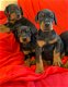 Kc Geregistreerde Dobermann Pups - 1 - Thumbnail