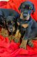 Kc Geregistreerde Dobermann Pups - 2 - Thumbnail
