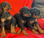 Kc Geregistreerde Dobermann Pups - 3 - Thumbnail