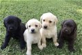 Prachtige Labrador-jongen - 1 - Thumbnail