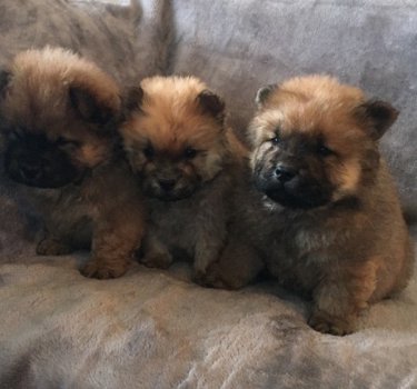 Champion Xmas Chow Chow Puppies - 1