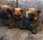 Champion Xmas Chow Chow Puppies - 1 - Thumbnail